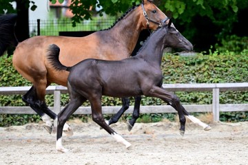 paard-0259358.jpg