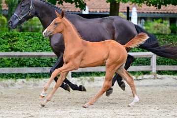 paard-0265868.jpg