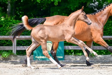 paard-0266179.jpg