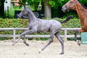 paard-0269516.jpg