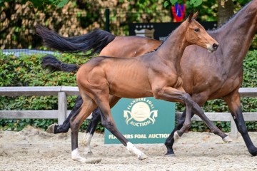 paard-0279665.jpg