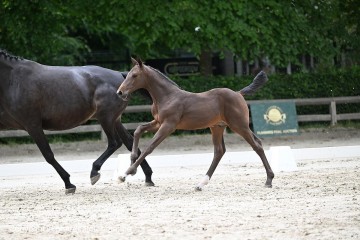 paard-0285980.jpg