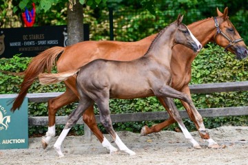 paard-0289760.jpg