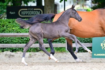 paard-0296156.jpg