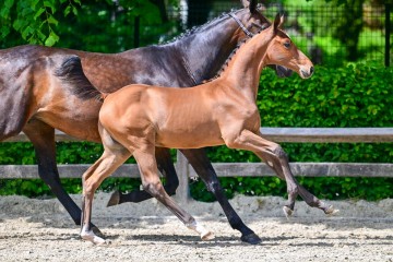 paard-0296455.jpg