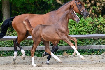 paard-0299835.jpg