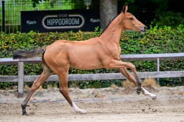 paard-0299935.jpg