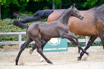 paard-0300070-092144.jpg