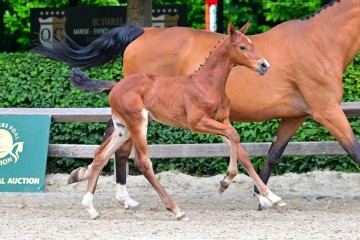 paard-0306225-073602.jpg