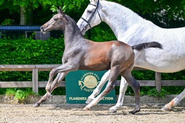 paard-0316726.jpg