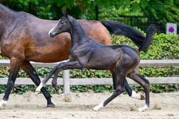 paard-0320116.jpg