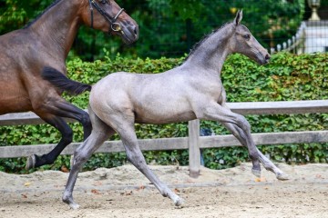 paard-0330274.jpg