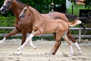 paard-0340403.jpg