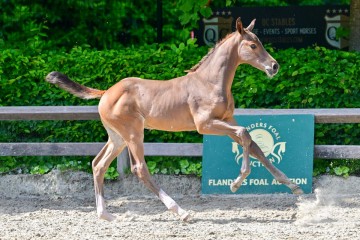 paard-0347147.jpg