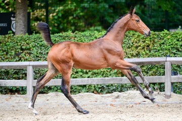 paard-0350473.jpg