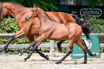 paard-0370662.jpg