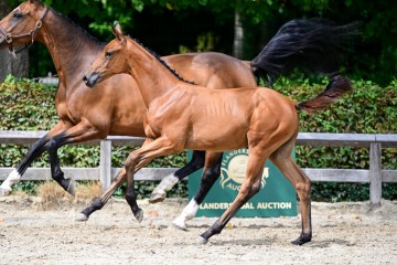 paard-0380770.jpg