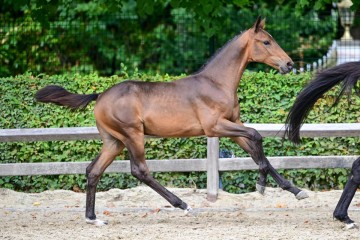 paard-0390854.jpg