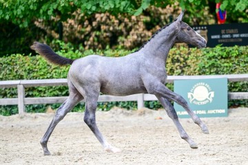 paard-0400981.jpg