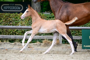 paard-0411096.jpg