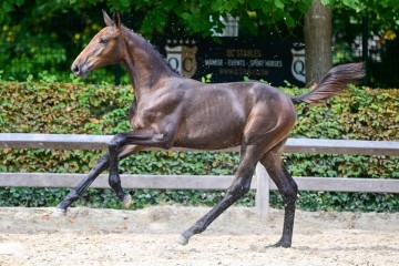 paard-0421163.jpg