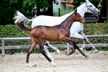 paard-0431271.jpg