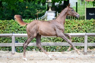 paard-0441384-093855.jpg