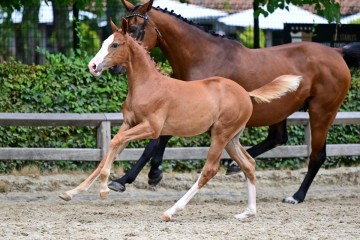 paard-0451504.jpg