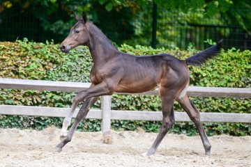 paard-0461600.jpg