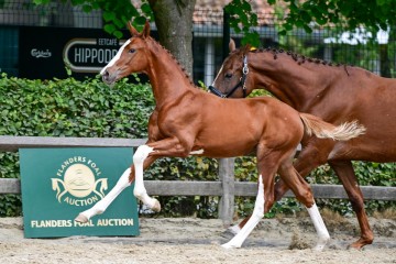 paard-0471738.jpg