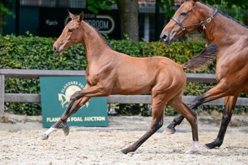 paard-0481816.jpg