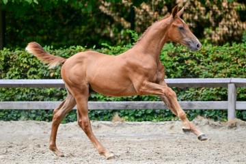 paard-0491907.jpg