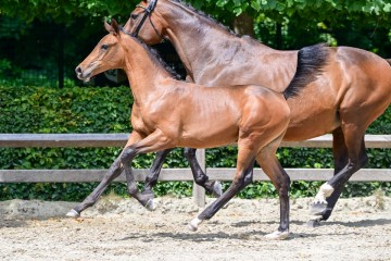 paard-1-3.jpg
