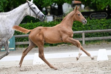 paard-10-0123829.jpg