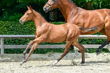 paard-10-3.jpg