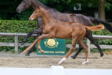 paard-10-galop-fra4339.jpg