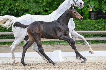 paard-11-0103606.jpg