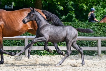 paard-11-3.jpg