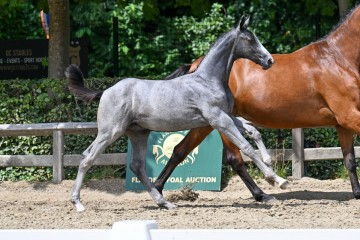 paard-11-galop-fra4481.jpg