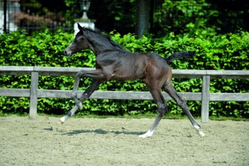 paard-1151550200-ga79130.jpg