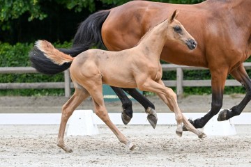 paard-12-0113683.jpg