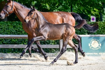 paard-12-1.jpg