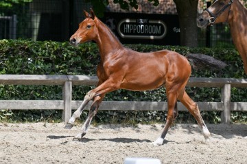 paard-12-galop-fra3932.jpg