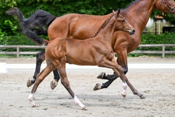 paard-13-0204907-lr.jpg