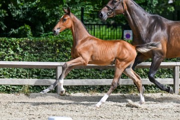 paard-13-galop-fra1375.jpg