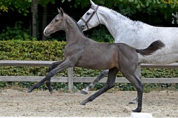 paard-136759.jpg