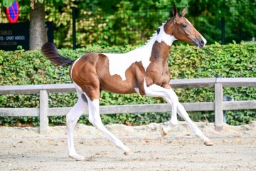 paard-1397039.jpg