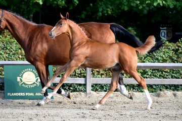 paard-1397195.jpg