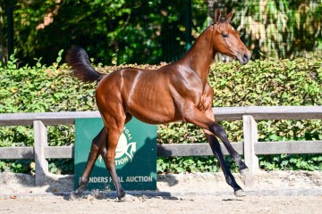 paard-1397269.jpg