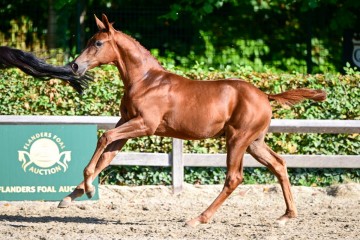 paard-1397348.jpg
